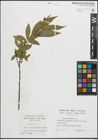 Foto von Salix pentandra L.